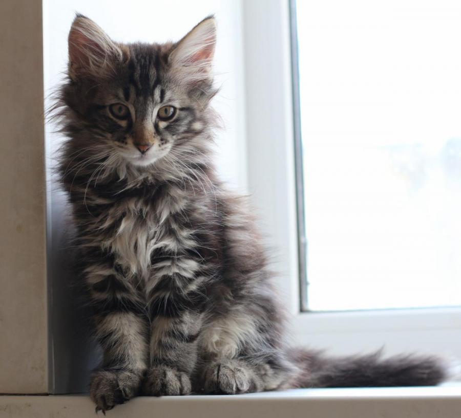 Норвежская Кошка Котенок Фото Норвежская Кошка Котенок Фото